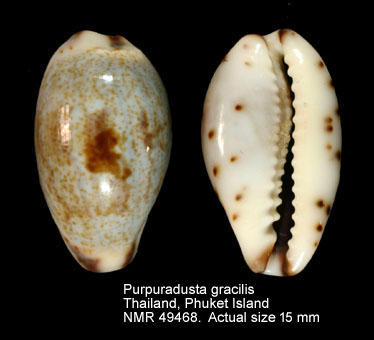 Purpuradusta gracilis (11).jpg - Purpuradusta gracilis (Gaskoin,1849)